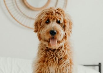 How To Care For Your Doodle’s Coat