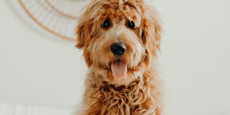 How To Care For Your Doodle’s Coat