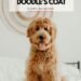 How To Care For Your Doodle’s Coat