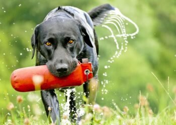 Mastering Dog Aggression: Top Training Programs Near You