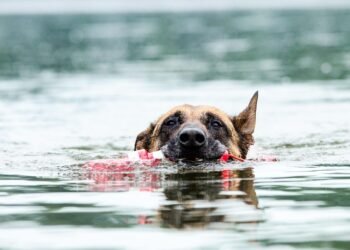 Fetch Fun: The Joy of Playing Ball with Man’s Best Friend