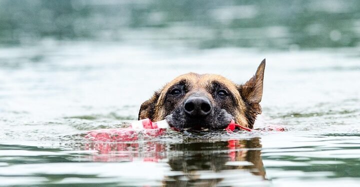 Fetch Fun: The Joy of Playing Ball with Man’s Best Friend
