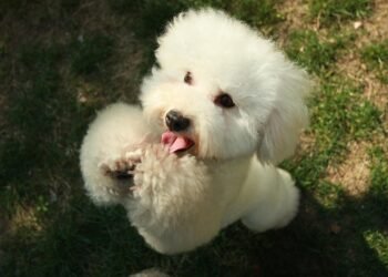 The Top Dog Training Schools Near Me: Unleashing Your Pup’s Potential