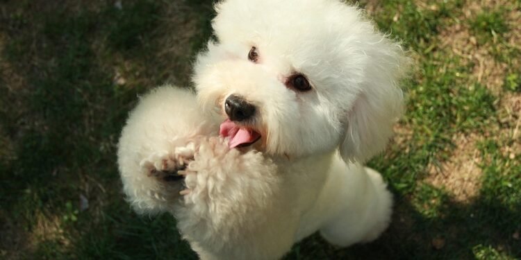 The Top Dog Training Schools Near Me: Unleashing Your Pup’s Potential