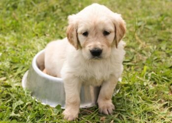 Top 10 Medium-Sized Dogs Perfect for Apartment Living