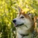 Unleashing Vitality: A Guide to Optimal Health for Your Furry Best Friend
