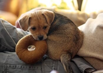 Playtime on the Move: The Ultimate Guide to Transporting Your Pup’s Toys