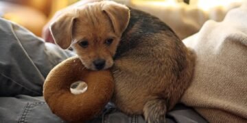 Playtime on the Move: The Ultimate Guide to Transporting Your Pup’s Toys