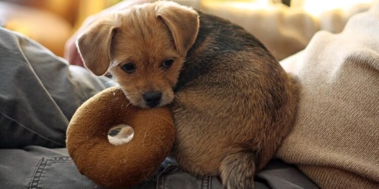 Playtime on the Move: The Ultimate Guide to Transporting Your Pup’s Toys