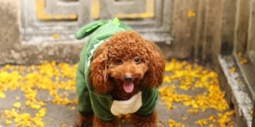 Pint-Sized Pup Fashion: Stylish Clothing for Small Dogs