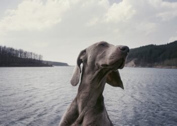 Curly Tails and Big Personalities: Discovering the Charms of Medium-Sized Dog Breeds