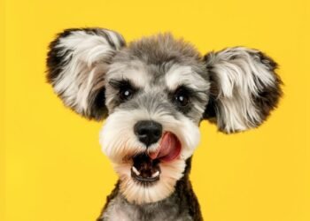 Why Does My Dog Lick Me?