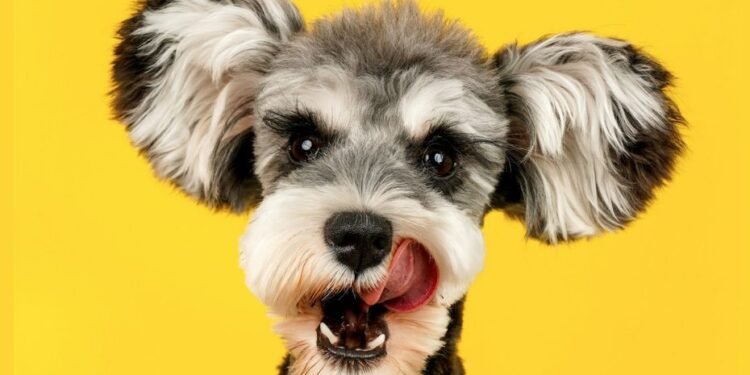 Why Does My Dog Lick Me?