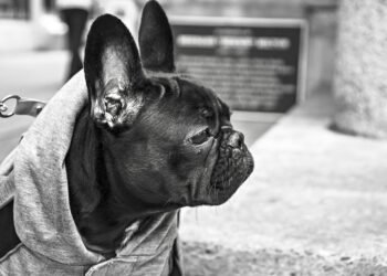 The Ultimate Guide to Finding the Best Dog Leashes for Your Furry Friend