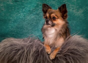 Tranquil Companions: The Best Small Hypoallergenic Dogs for a Peaceful Home