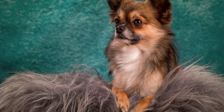 Tranquil Companions: The Best Small Hypoallergenic Dogs for a Peaceful Home