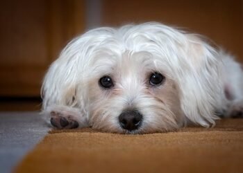 Silent and Allergy-Friendly: The Best Small Hypoallergenic Dogs for Quiet Companionship