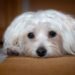 Silent and Allergy-Friendly: The Best Small Hypoallergenic Dogs for Quiet Companionship