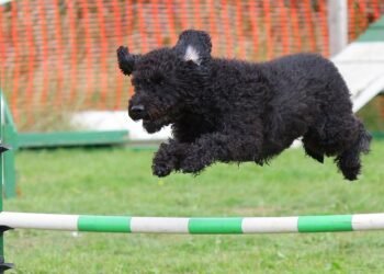 Mastering Dog Potty Training: Find Expert Help Near You!