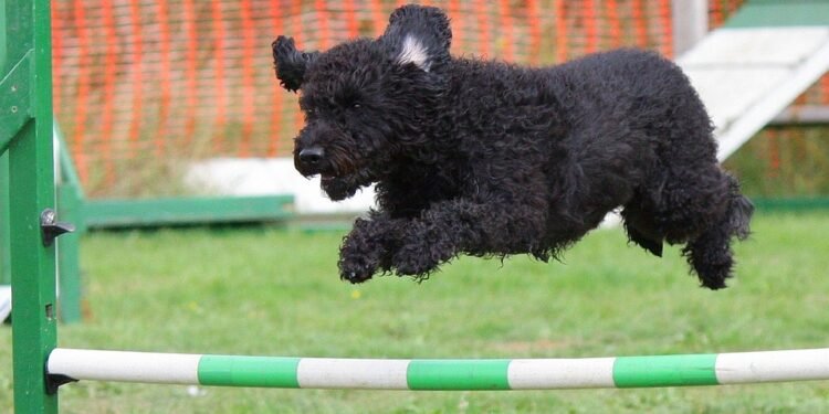 Mastering Dog Potty Training: Find Expert Help Near You!