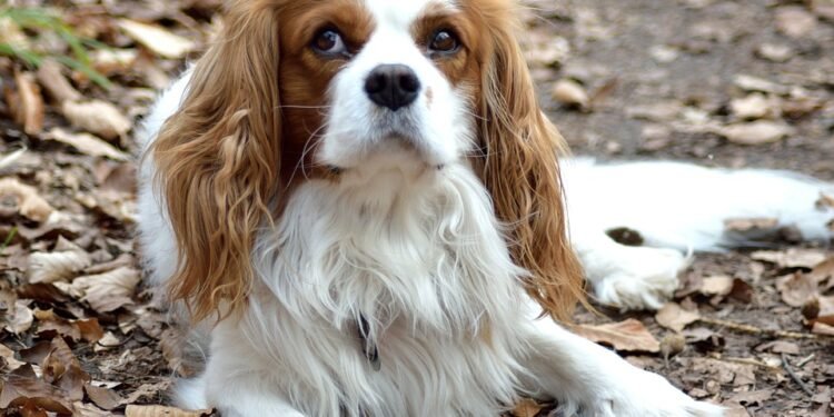 The Perfect Pooch: Top Training Tips for Small Hypoallergenic Dogs