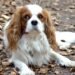 The Perfect Pooch: Top Training Tips for Small Hypoallergenic Dogs