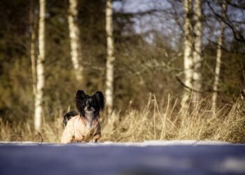 Pawsitively Posh: The Ultimate Guide to Designer Dog Fashion