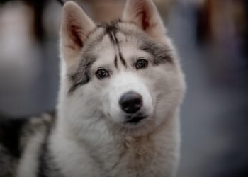 Top 10 Low-Maintenance Apartment Pups: The Best Dogs for Busy Owners