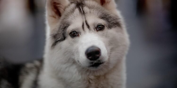 Top 10 Low-Maintenance Apartment Pups: The Best Dogs for Busy Owners