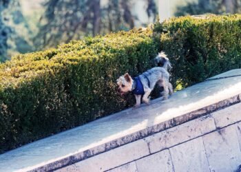 Paw-sitively Stylish: The Ultimate Guide to Dog Fashion