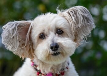 Low-Shed, High-Quality: The Top Apartment Dogs for Minimal Mess