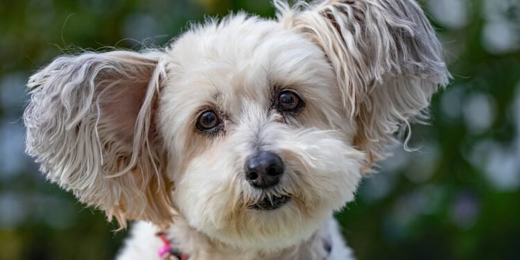 Low-Shed, High-Quality: The Top Apartment Dogs for Minimal Mess