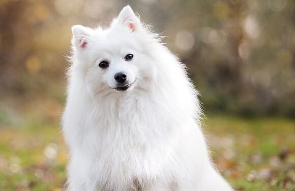 Pawsitively Healthy: A Guide to Optimal Dog Wellness