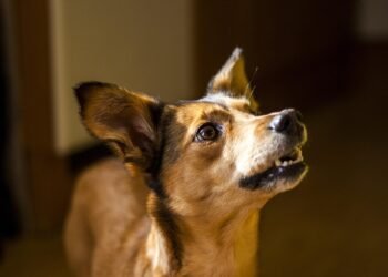 Pawsitively Affordable: Expert Dog Training on a Budget