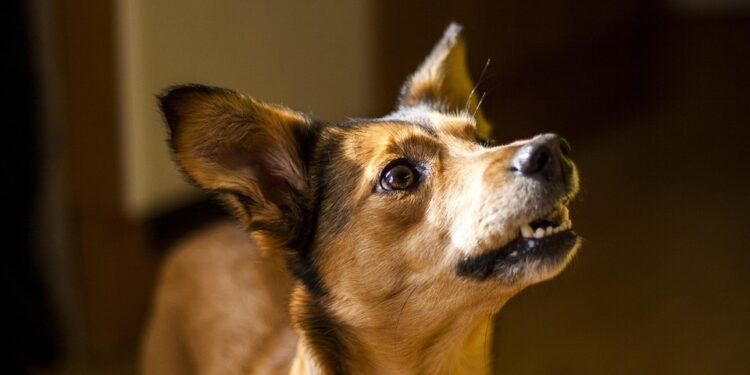 Pawsitively Affordable: Expert Dog Training on a Budget