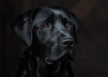 Top 10 Apartment-Friendly Pups: The Best Dogs for Cozy Living Spaces