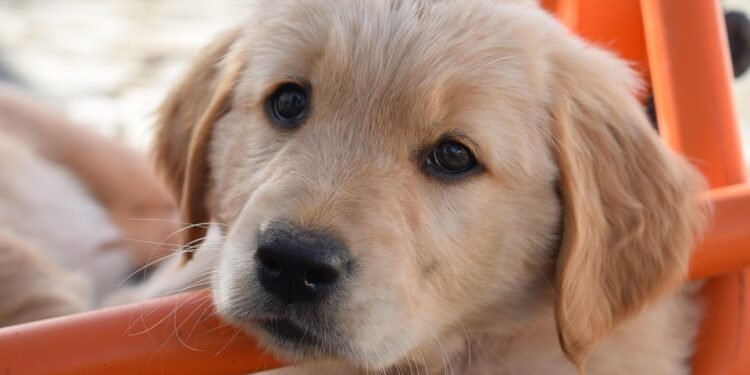 Emergency Care: How to Handle a Dog’s Bleeding Ears