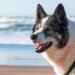 Dive into Dog Hydration: Tips for Keeping Your Pup Healthy and Hydrated