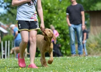 Pawsitive Connections: Transforming Your Pup with Dog Socialization Classes