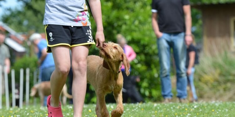 Pawsitive Connections: Transforming Your Pup with Dog Socialization Classes