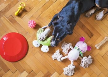 Fetch Frenzy: The Best Dog Ball Toys for Hours of Playtime!