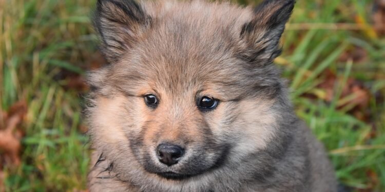 Pamper Your Pup: The Ultimate Plush Dog Toy Collection