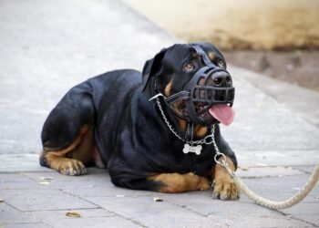 Unleash Your Dog’s Potential: Free Training Classes Near You