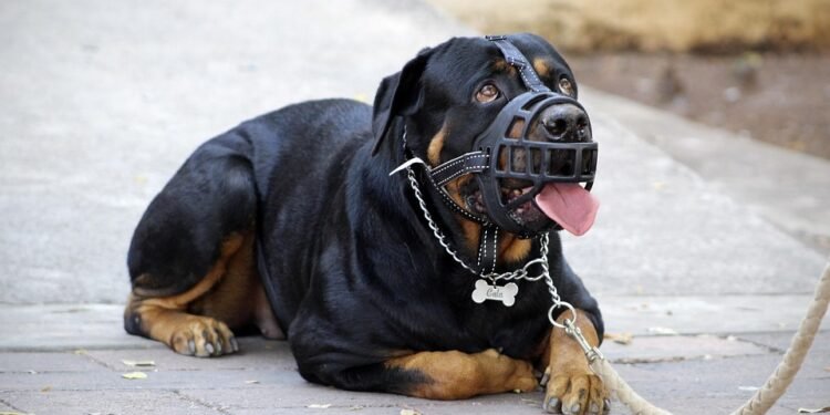 Unleash Your Dog’s Potential: Free Training Classes Near You