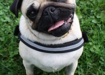 Stop the Pulling: The Ultimate Guide to Harnesses for Strong Dogs