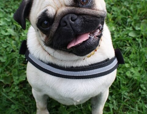 Stop the Pulling: The Ultimate Guide to Harnesses for Strong Dogs