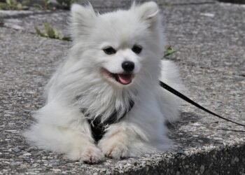 Free Your Hands and Unleash the Fun: The Ultimate Hands-Free Dog Leash Shopping Guide