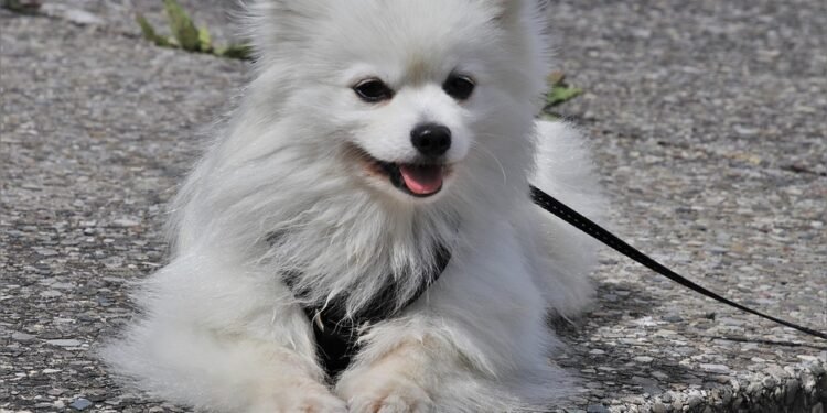 Free Your Hands and Unleash the Fun: The Ultimate Hands-Free Dog Leash Shopping Guide