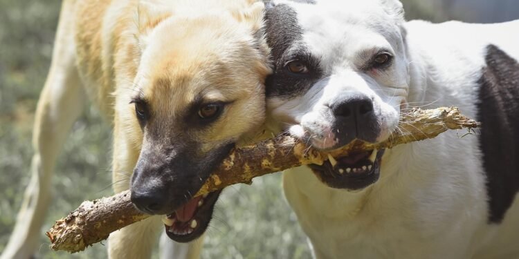 Splash into Summer Fun: The Best Dog Water Toys for Hours of Playtime