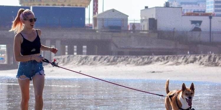 Unleash the Adventure: The Ultimate Rope Dog Leash for Active Pups